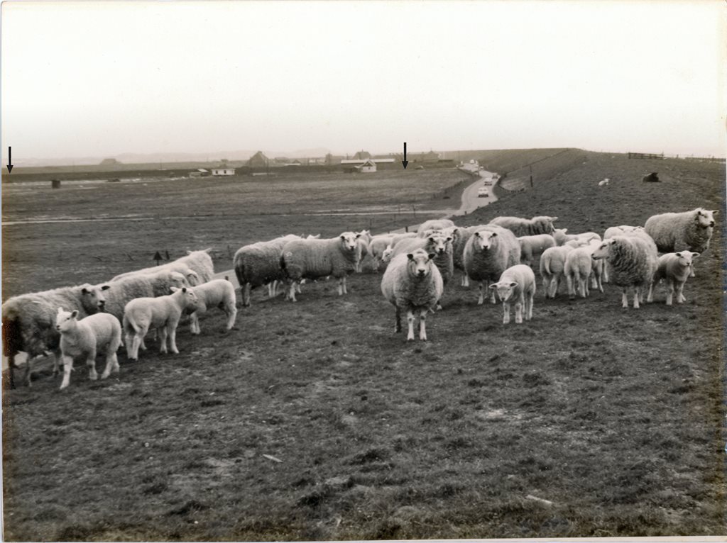 Pettemer Zeewering met schapen